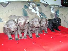 Destry was great to work with as we. Pinyan Labs High Quality Silver Lab Puppies From A Labrador Breeder You Can Trust