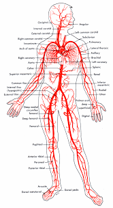 Study flashcards on arteries and veins at cram.com. Arteries Of The Body Mlkshk Body Anatomy Medical Knowledge Medical Anatomy