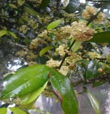 Image result for Garcinia kingaensis
