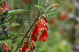 Image result for Lessertia falciformis