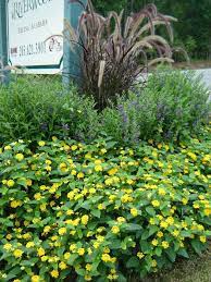 Purple Fountain Grass Angelonia And Yellow Lantana Lantana Yellow Lantana Fountain Grass