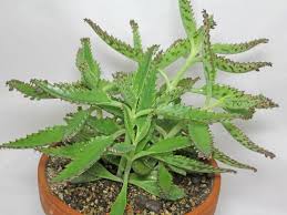 Pin On N A T U R A L L I V I N G