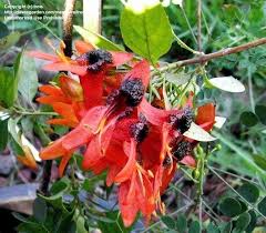 Image result for Ruttya fruticosa