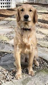 Is My 9 Month Old Girl On A Small Size Golden Retriever Dog Forums