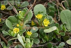 Latin for sow (pig) was porca. Plantfiles Pictures Portulaca Species Pigweed Purslane Little Hogweed Wild Portulaca Portulaca Oleracea By Kennedyh