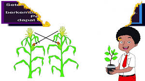 Carilah informasi dari berbagai sumber mengenai jenis penyerbukannya! Bagaimana Jagung Berkembang Biak Kelas 6 Tema 1 Selamatkan Makhluk Hidup Selamat Hidup Jagung