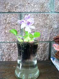 Water Hyacinth In A Glass Vase Want To See How Long It Will Last Indoors Glass Vase Vase Glass