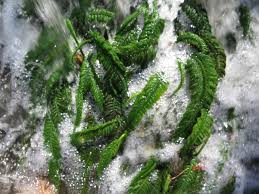 Image result for Hydrostachyaceae