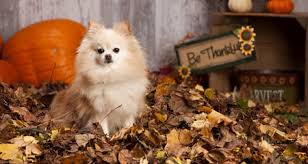 We did not find results for: How To Make Thanksgiving Dog Treats A Pup Friendly Holiday Recipe Petcoach