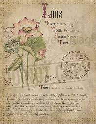 Book Of Shadows Printable Pages Of Herbs Witchcraft Herbal Etsy Book Of Shadows Magic Herbs Herbal Magic