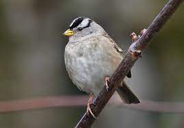 Photograph by joel sartore, national geographic photo ark. White Crowned Sparrow Birdnote