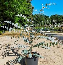 Silver, gray green foliage shimmers in the wind. Silver Dollar Eucalyptus Plantingtree