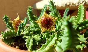 Image result for Huernia zebrina