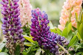 And like other pea crops, they fix nitrogen levels in the soil as they grow. Lupine Plant Care Growing Guide