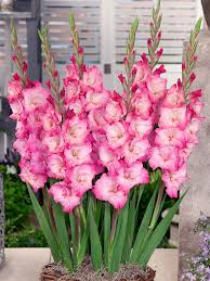 Image result for Gladiolus bellus