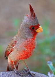 Bird Of Prey That Feeds On Fish Crossword Clue Pyrrhuloxia Cardinalis Sinuatus Aves Pajaros Cardenales Y Las Aves Silvestres