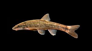 Image result for Blepharis dunensis