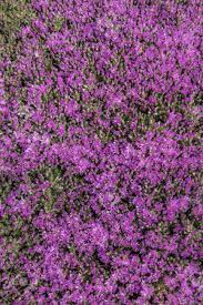 Succulent ground cover with purple flowers. Close Up View Of A Beautiful Purple Vygie South African Succulent Ground Cover Plant In The Garden Stock Photo Picture And Royalty Free Image Image 40440175