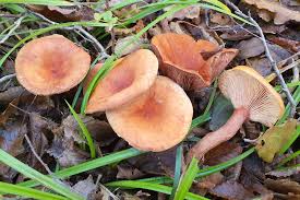 Image result for Lactarius mutabilis
