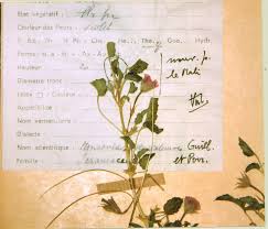 Image result for Monsonia senegalensis