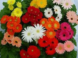 Romantic Flowers Gerbera Flower Flower Garden Gerbera Flower Flowers To Go