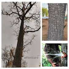 Image result for Terminalia brachystemma
