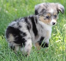 We pair mini aussiedoodle breeders with you. Pin On Furry Friends