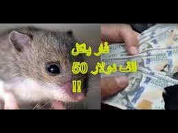 بالفيديو فأر ياكل 50 ألف دولار كان يدخرها فلسطيني Animals Hamster Rare