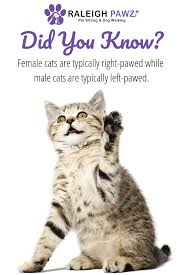 We did not find results for: Did You Know That Female Cats Are Typically Right Pawed While Male Cats Are Typically Left Pawed Catfact Petf Funny Cats Dog Walking Pet Sitting Services