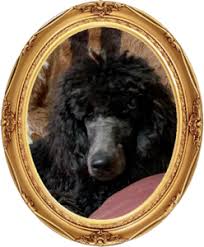 Check spelling or type a new query. Poodle Puppies For Sale Now In Atlanta Ga