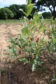 Image result for Ochna schweinfurthiana