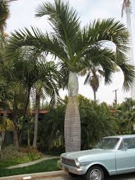 Image result for Monopsis decipiens