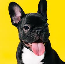 French bulldog ears can acquire infections just like any other dog. 31 Adorable Dog Breeds To Have As Pets Cutest Dog Breeds