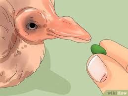 They often find themselves out of the safety of the nest, in potential danger. 3 Ways To Care For A Fledgling Pigeon Wikihow Pet