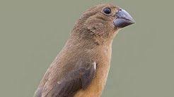 Canto Do Tui Tui Zero Zero 168 Canta Curio Youtube In 2020 Birds Animals Pets