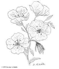 Www Nps Gov Plants Color Txhill Imgs Oesp1 Jpg Flower Tattoo Shoulder Birth Flower Tattoos J Tattoo