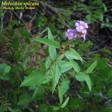 Image result for Melochia