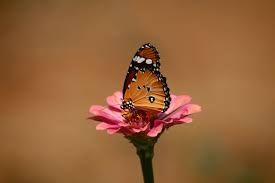 Goosebumps (lowbass 50hz by alji) — hvme. You Do Not Wake Up And Become Butterfly Growth Is A Process By Sarah Dee Medium