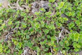 Image result for Barleria oxyphylla