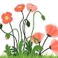 Learn how to draw Poppy Flowers, Kids  Art Class event image