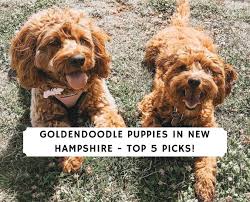 This means we do not mass breed, rather we do this because we love it. Goldendoodle Puppies In New Hampshire 2021 Top 4 Breeders We Love Doodles