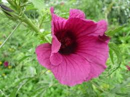 Image result for Hibiscus cannabinus