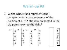 What is the importance of the order of base pairs in a dna molecule? Answer 1 2 On The Warm Up Packet Using Your Protocol For Mc Questions Ppt Download