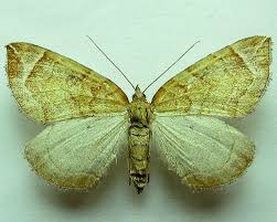 Image result for Eulithis testata