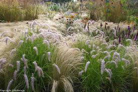 We did not find results for: In Front Pennisetum Orientale Karley Rose Prariegarten Garten