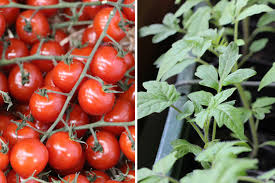 Tomaten haben echten mehltau, in der wohnung nicht. Tomaten Im Winter In Der Wohnung Zuchten So Ernten Sie Ganzjahrig Tomaten De