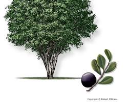 Image of Texas Persimmon tree