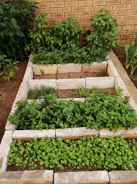 Image result for Triumfetta angolensis