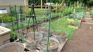Animal studies linking cucumber extracts to lower blood glucose measurements exist, but they're limited. Trellising Your Gardening Forum