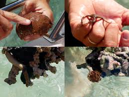 Voir plus d'idées sur le thème guadeloupe, guadeloupe voyage, antilles françaises. Durch Die Mangroven Der Blauen Lagune